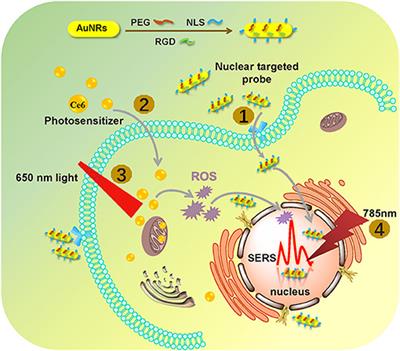 Investigating Dynamic Molecular Events in Melanoma Cell Nucleus During Photodynamic Therapy by SERS